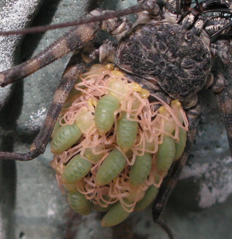 [Whip+Scorpion+Babies+2.JPG]