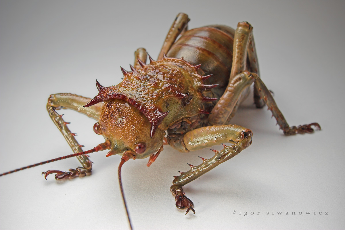 [Mediga+liberiana+-+Igor.jpg]