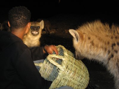 [Ethiopia_hyena_feeding_by_reznor_4.jpg]