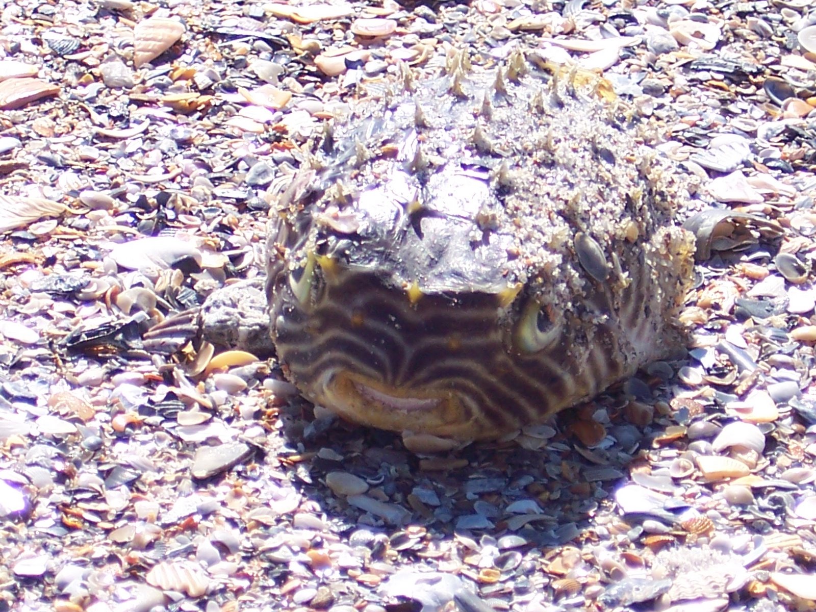 [Spring+Break+Puffer.jpg]