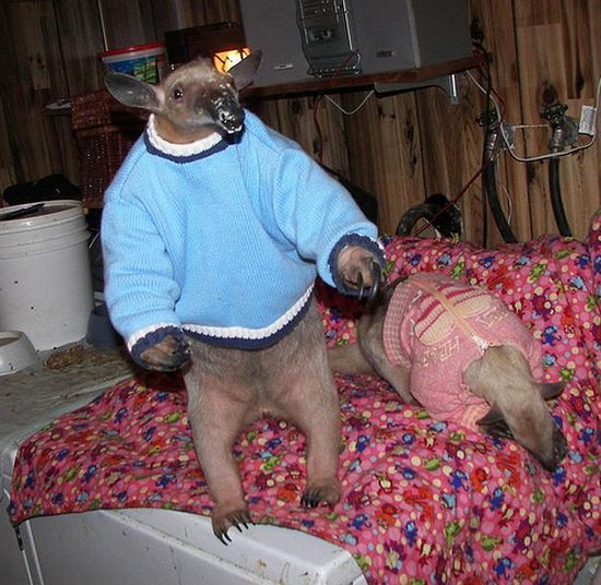 [Anteaters+Dressed+Up.jpg]