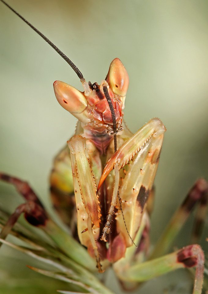 [Mantis+Cleaning+Antenae+LinkInn.jpg]