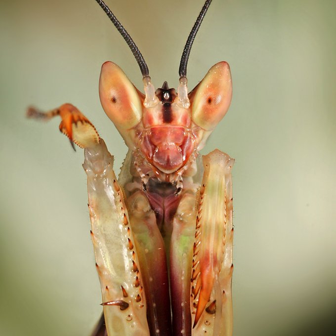 [Mantis+Eyes+LinkInn.jpg]