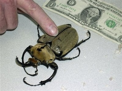 [Giant+Beetles+Siezed+-+Yahoo!.jpg]