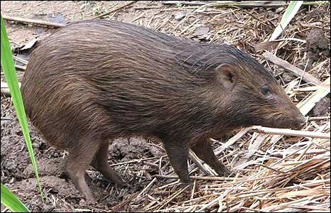 [Pygmy+Hog+-+Asia.jpg]
