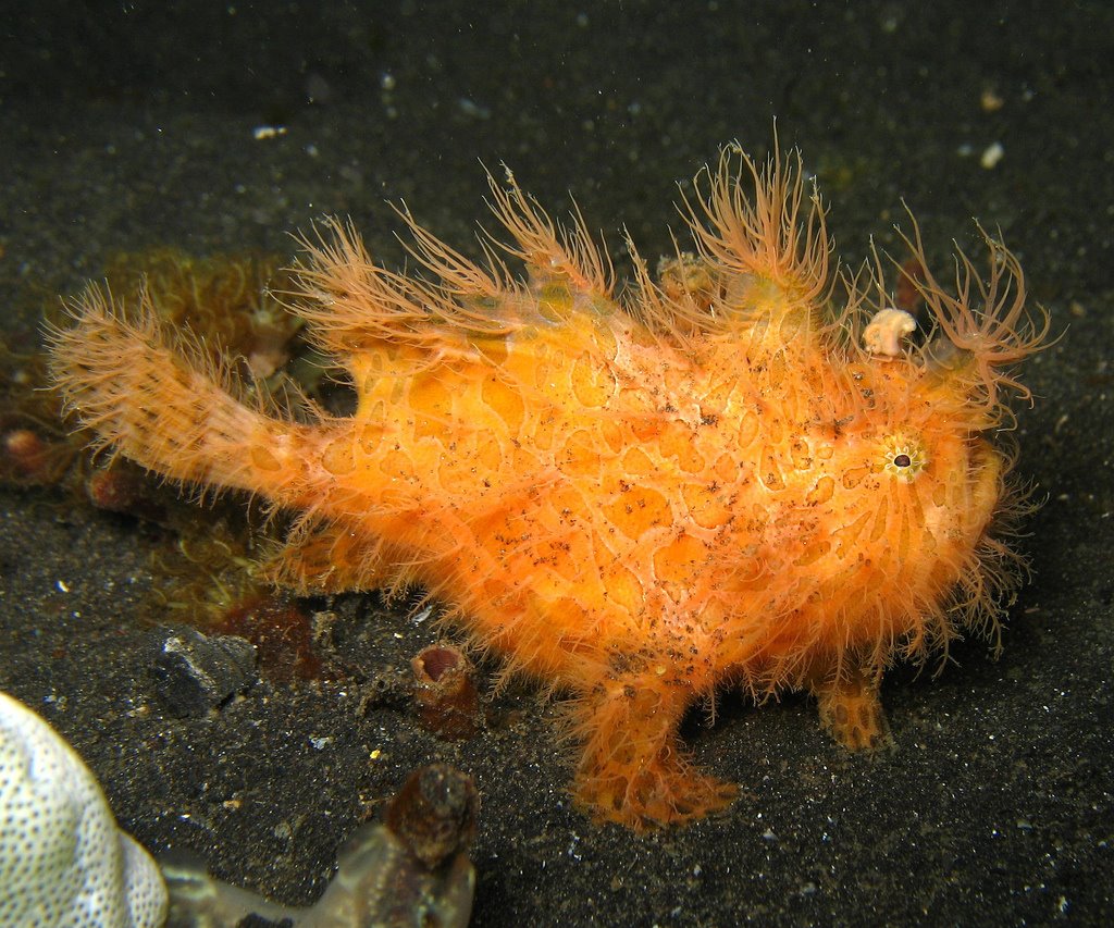 [Fire+Frogfish+-+CW+Ye.jpg]