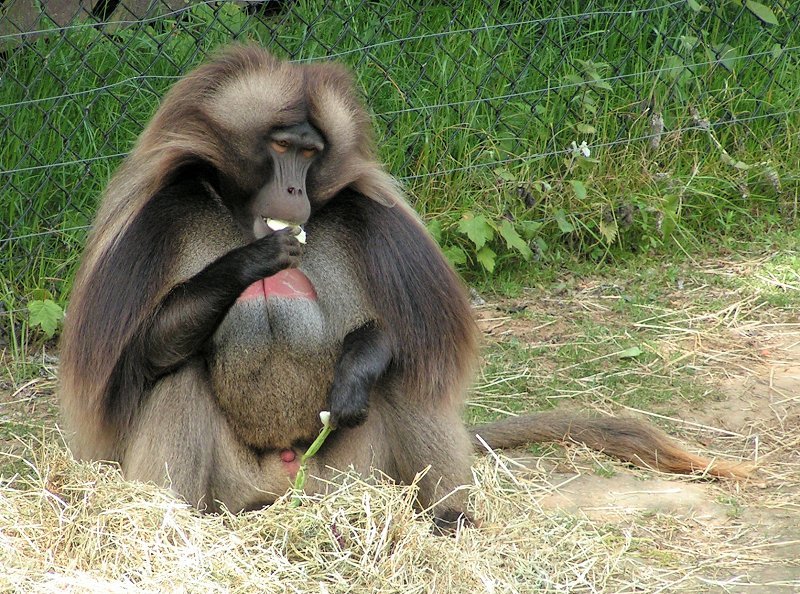 [Gelada+sitting+-+Futura-sciences.jpg]