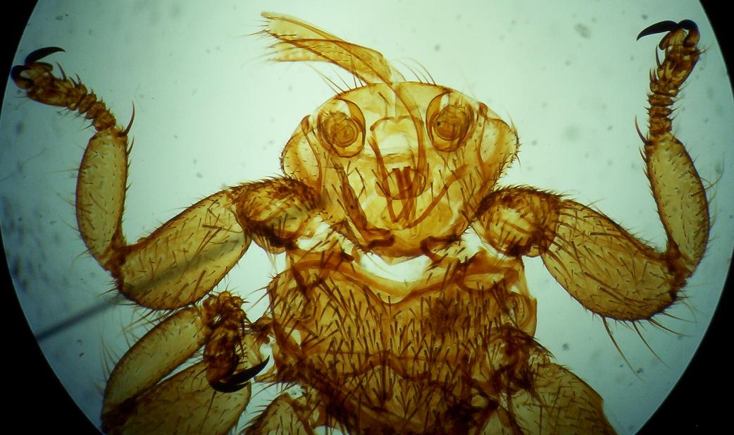 [sheep+ked+-+Suzy.JPG]