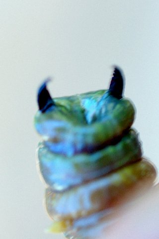 [SANDWORM+-+Herbie+3.jpg]