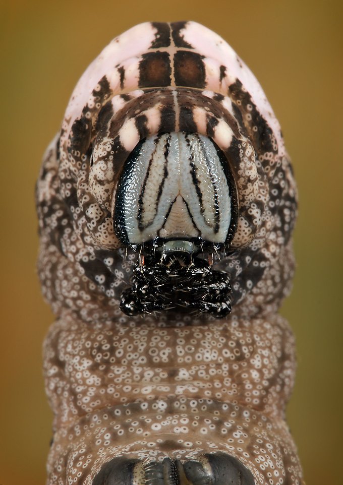 [Caterpillar+Scheming+-+LinkInn.jpg]