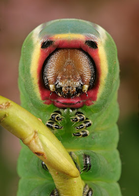 Scheming Caterpillars