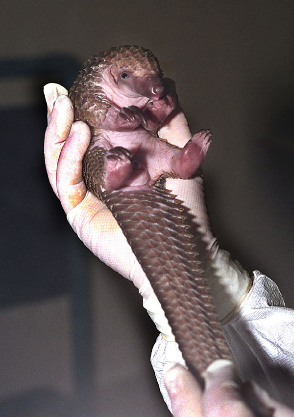 [Pangolin+2.jpg]