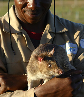 [mozambique+Rat.jpg]