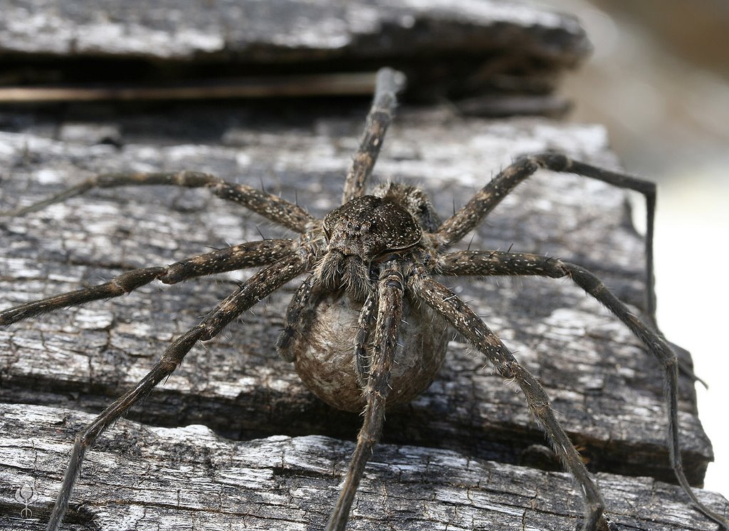 [Fishing+Spider+w+egg+sac+2+-+nuytsia.jpg]