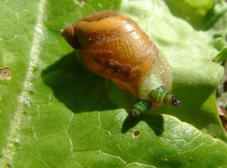 [Platyhelminths.jpg]