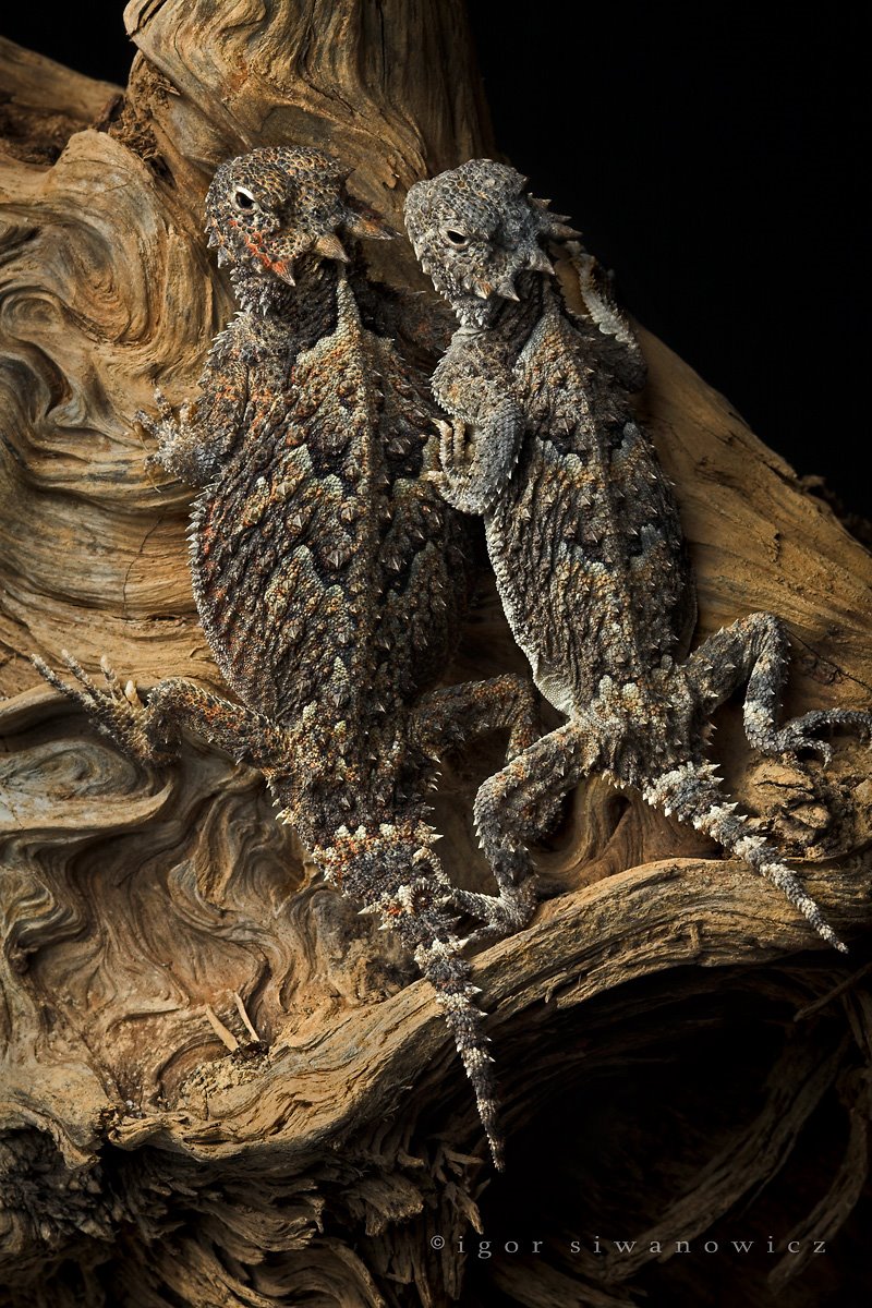 [Desert+Horned+Lizard+3+-+Igor.jpg]