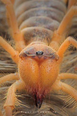 Camel spiders freak me out