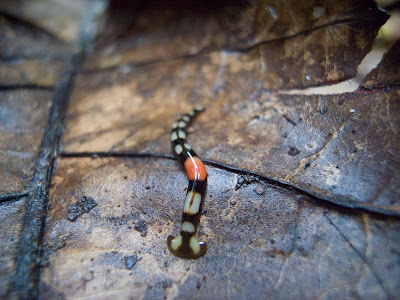 Land+Planarian.jpg