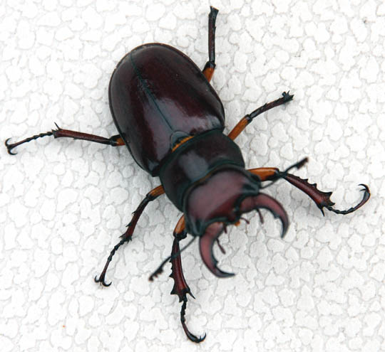 [Ugly+Pincer+Beetle+-+JohnFarley.JPG]