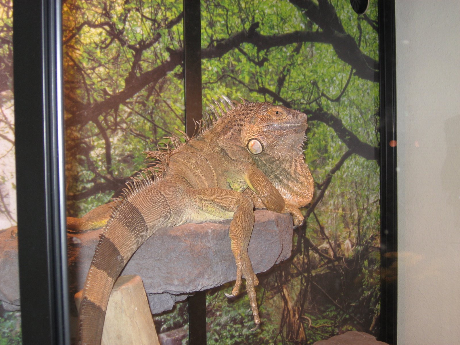 [Iguana+1+-+Rebecca+Rodriquez.JPG]