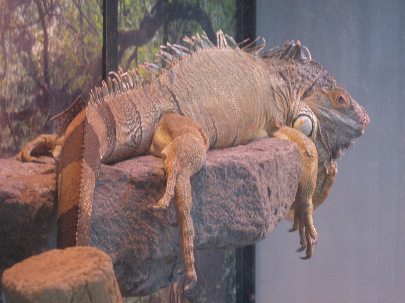 [Iguana+2+-+Rebecca+Rodriquez.JPG]