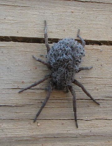 [Wolf+Spider+and+Babies.jpg]