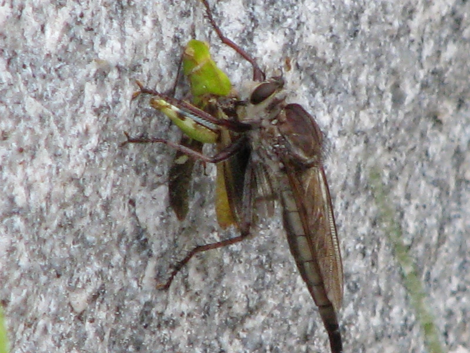 [Robberfly+-+Paul.JPG]