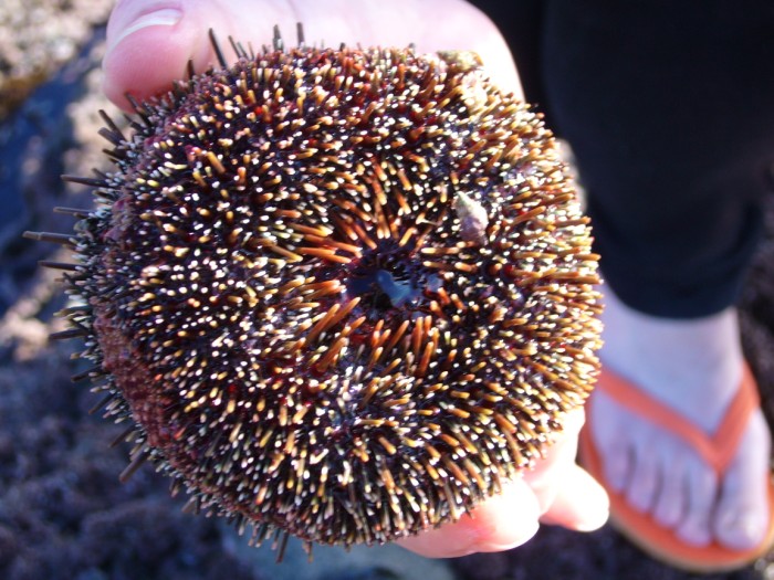 [Kina+-+Brushed+by+Black.jpg]