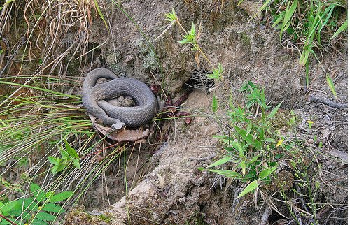 [Baby+Cottonmouth+Snakes.jpg]