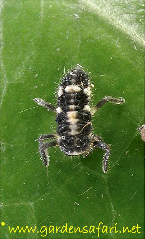 [propylea_quatuordecimpunctata_hs4_2359.jpg]