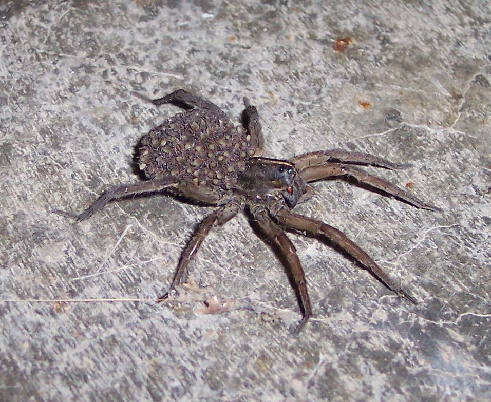 [wolfspider+mom+-+Carrie.jpg]