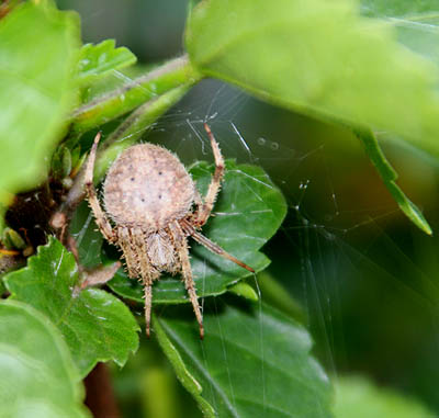 [Spider+-+John+Farley.jpg]