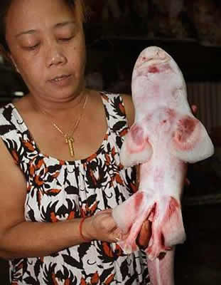 [Shark+-+webbed+feet+1.jpg]