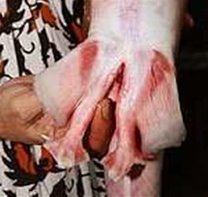 [Shark+-+webbed+feet+2.jpg]