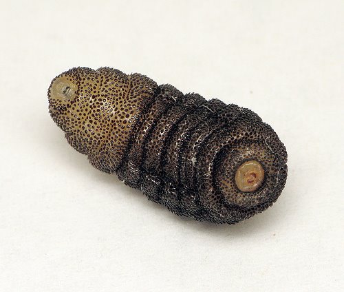 [Cuterebra+larvae.jpg]