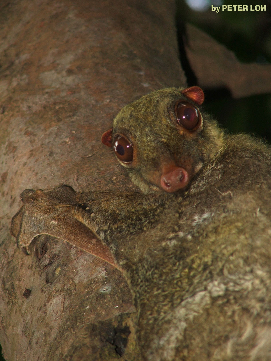 [Colugo+1.jpg]