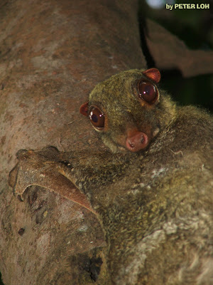 Colugo+1.jpg