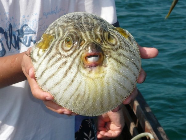 [blowfish.jpg]