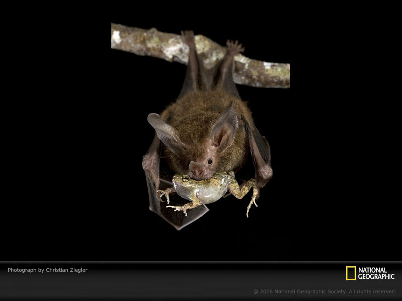 [Bat+Eating+Frog+-+NatGeo.jpg]