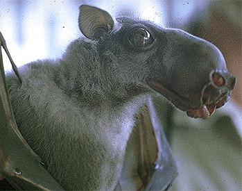 [Hammerhead+Bat+2.JPG]