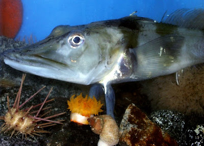Ice+Fish.jpg