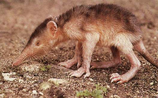 [Solenodon+1.jpg]