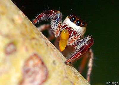 Une araignée "végétarienne" ! Vegetarian+Spider