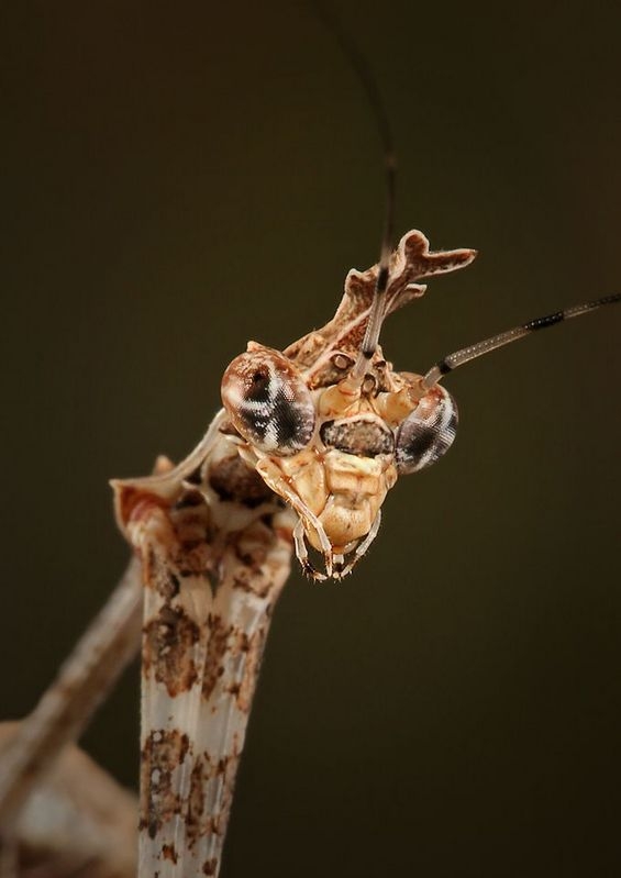 [Mantis,+Brown+face+LinkInn.jpg]