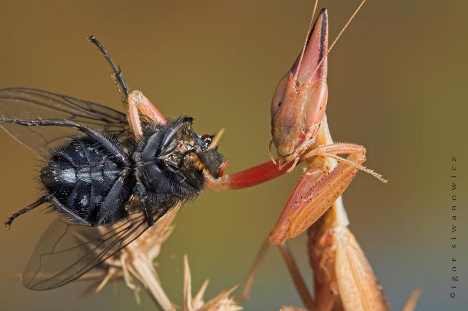 [Mantis+Eating+Fly+-+1.jpg]