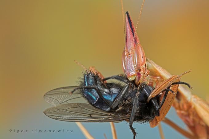 [Mantis+Eating+Fly+-+2.jpg]