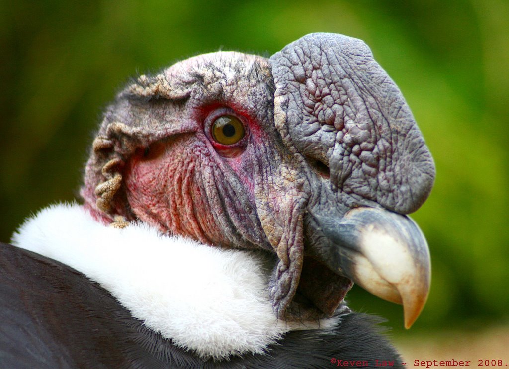 [Andean+Condor+-+Kevin+Law.jpg]