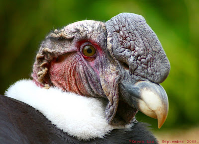 Andean+Condor+-+Kevin+Law.jpg