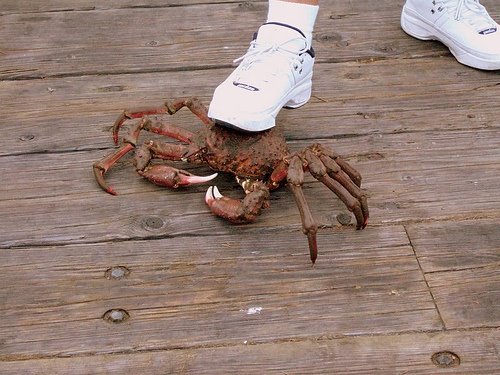 [Huge+Crab+1.jpg]