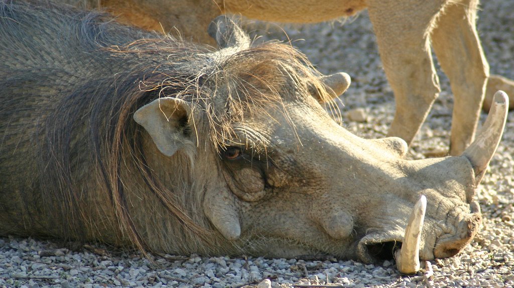 [warthog_southernbelladonna.jpg]